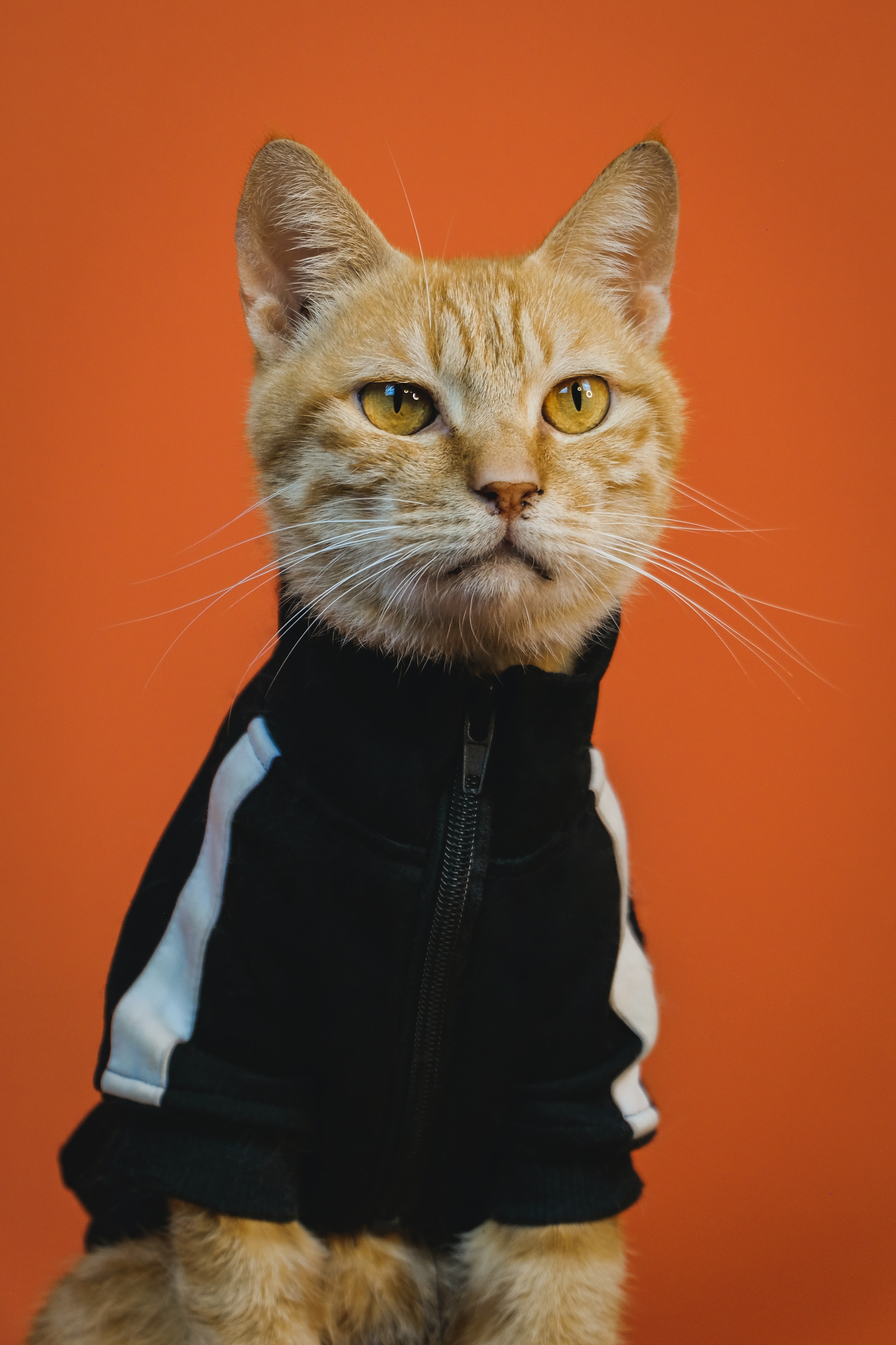 A cat using a sweater